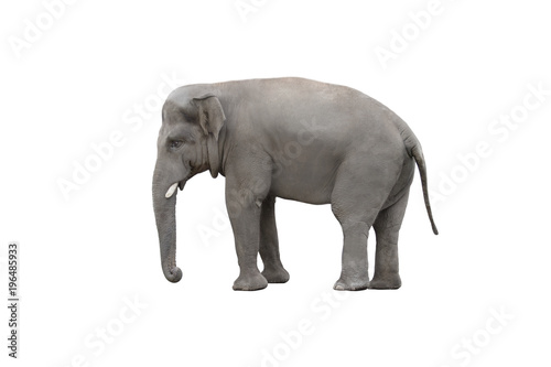 elephant on white background isolated