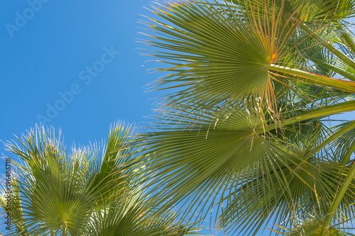 Palm tree leaves close up © Aga Rad
