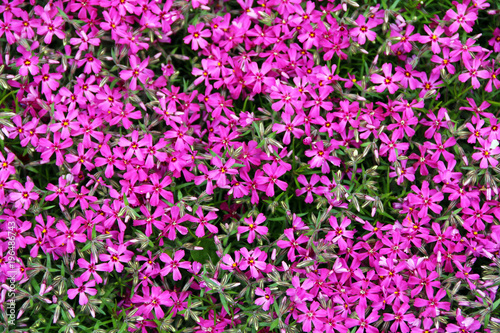 Wallpaper Mural Beautiful purple flower horizontal background with green leaws Torontodigital.ca