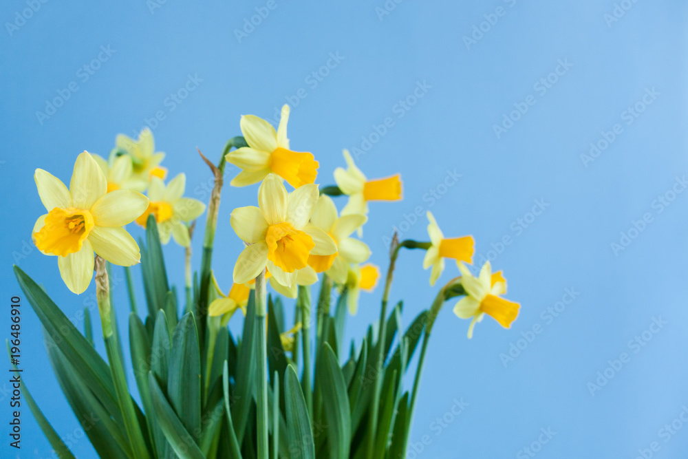 Fototapeta premium Spring Easter bouquet of yellow daffodils on blue background with copy space.