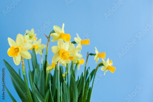 Spring Easter bouquet of yellow daffodils on blue background with copy space.