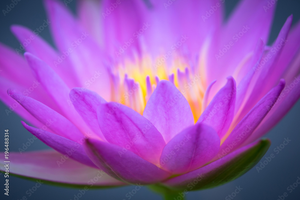 Fototapeta premium lotus, waterlily