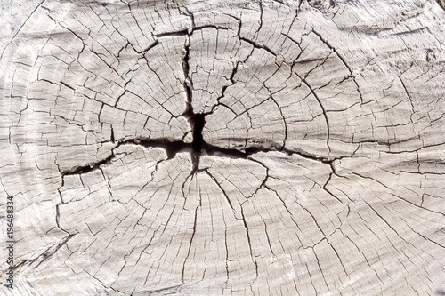 branche sèche sciée, cercles concentriques vieux bois  photo