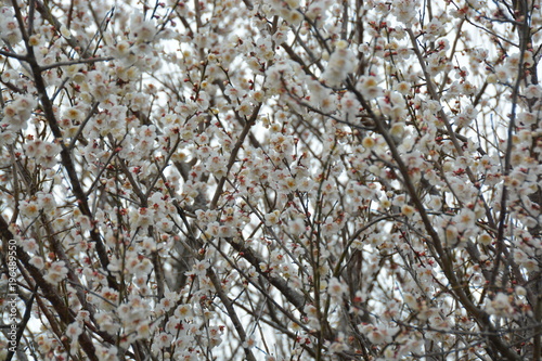 花 flower 梅 日本 photo