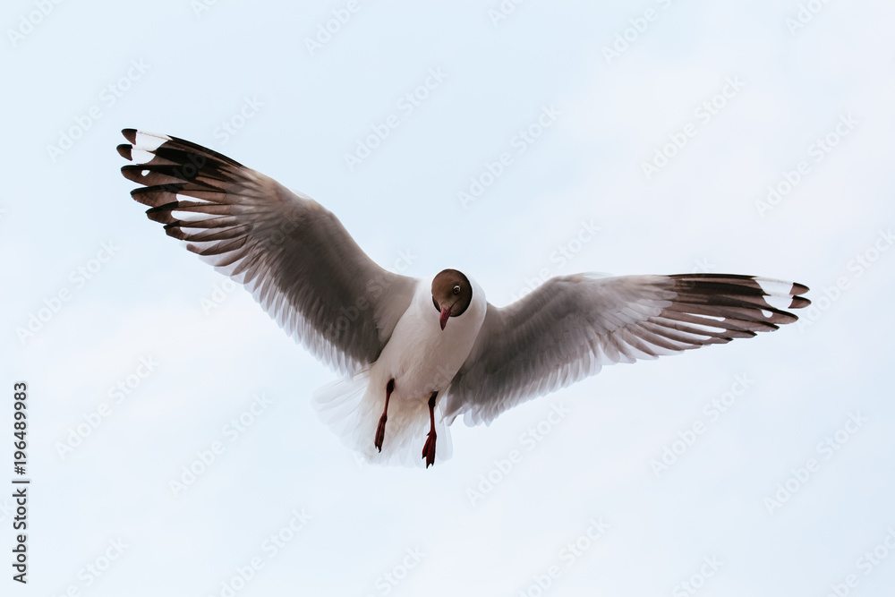 Obraz premium seagull