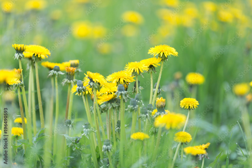 Obraz premium Meadow with yellow blooming dandelions
