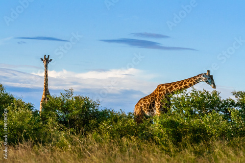 African giraffes in Maasai Mara © Pierre-Yves Babelon