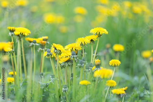 Fototapeta Naklejka Na Ścianę i Meble -  Meadow with yellow blooming dandelions