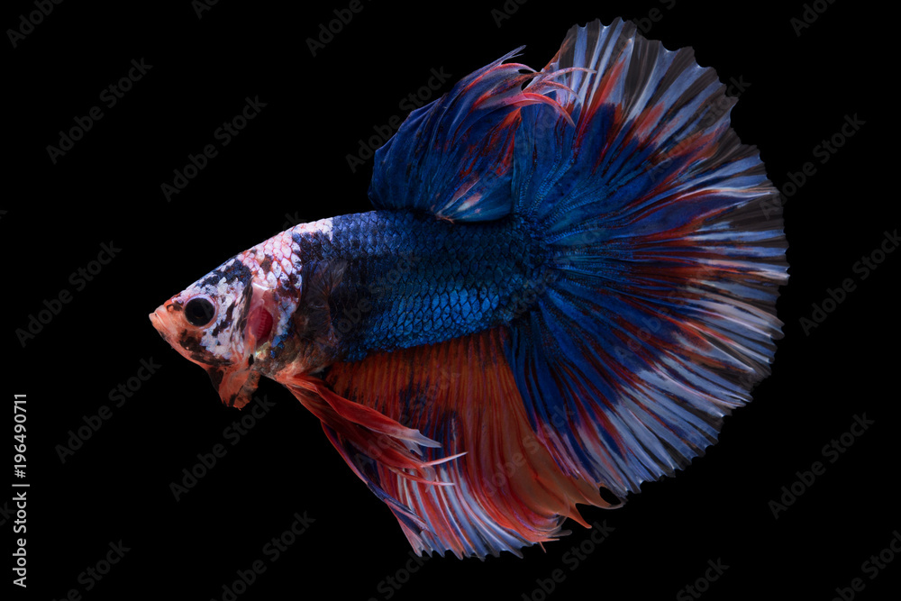 Fototapeta premium Halfmoon Betta Fish