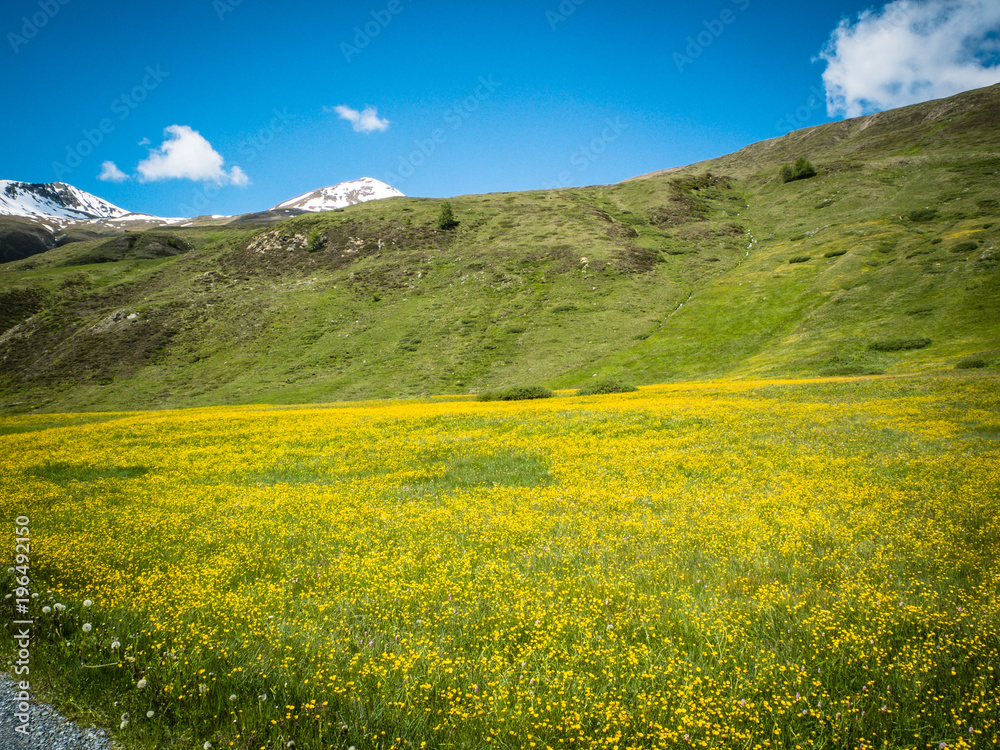 field in the mountains with golden yellow botton flowers