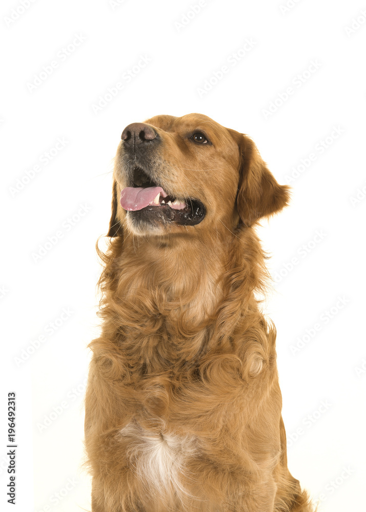 Portrait of a golden retriever looking up with it tongue out on a white background