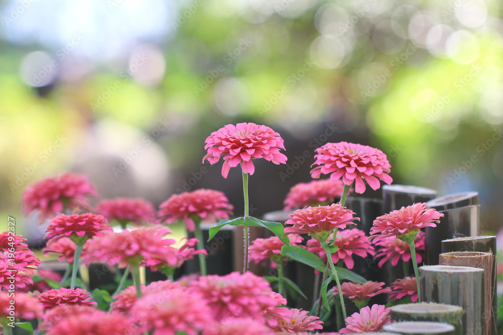 Obraz premium Pink chrysanthemum flowers in garden on natural green background