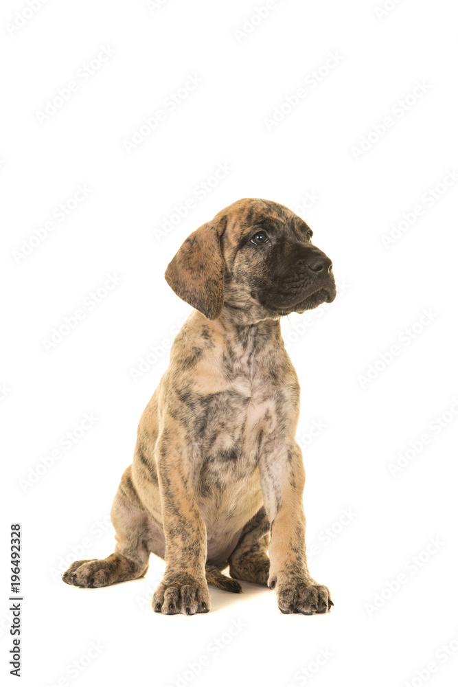 Great dane puppy sitting looking away isolated on a white background Great dane puppy sitting looking away isolated on a white background