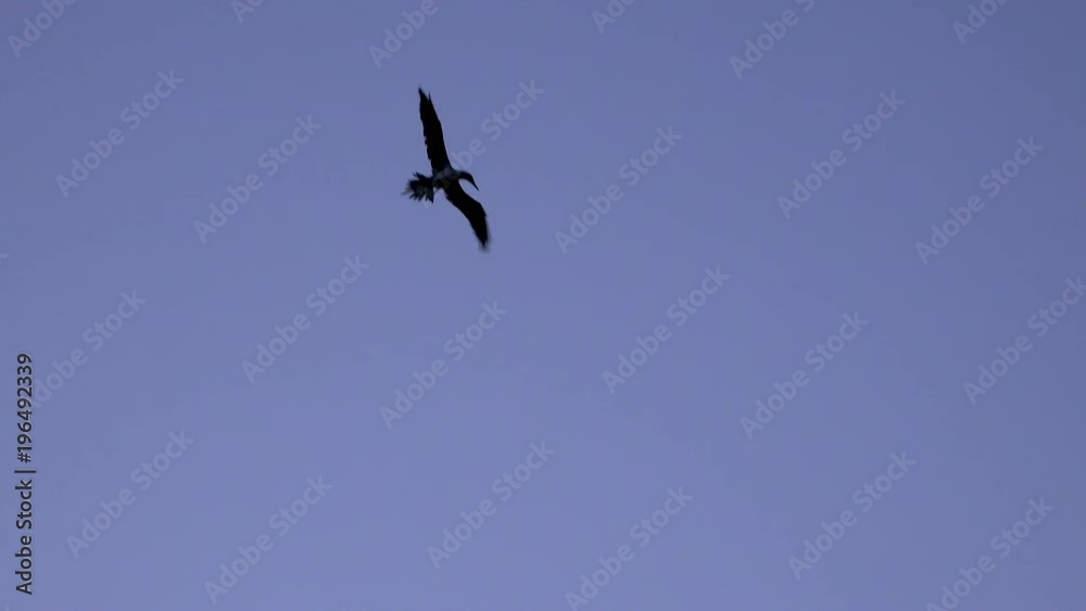 Frigate birds dive straight down into the ocean hunting fish in the Galapagos Islands. Frigate birds dive straight down into the ocean hunting fish in the Galapagos Islands.