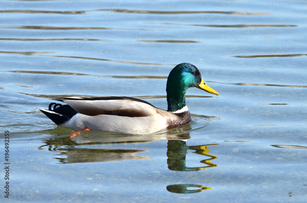 duck duck