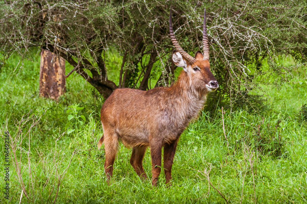 Obraz premium Brown male antelope Waterbuck