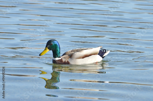 duck photo