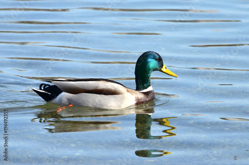 duck photo