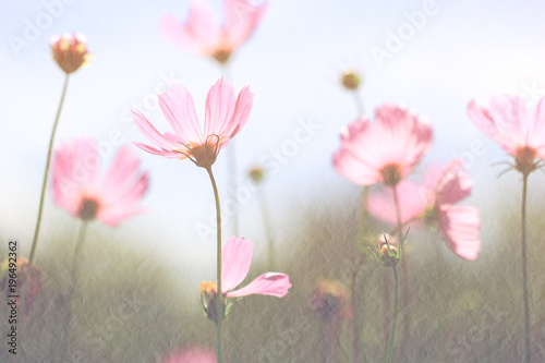 Soft focus of pink cosmos flower on pastel color style for background © Monthira