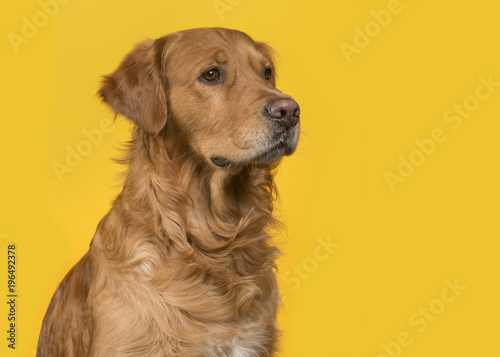 Fototapeta Naklejka Na Ścianę i Meble -  Portrait of a pretty male golden retriever dog looking to the right on a yellow background