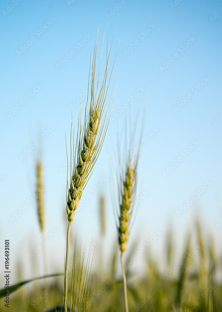 Image of barley corns growing in a field Image of barley corns growing in a field