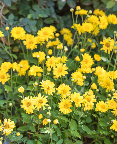 Chrysanthemum flowers bloom in garden