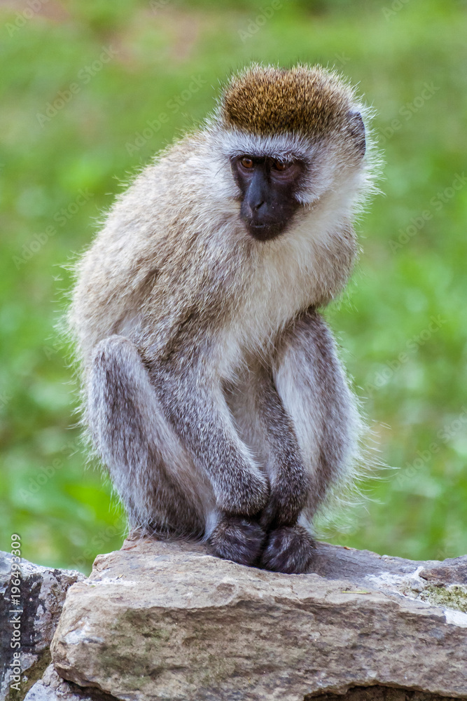 Fototapeta premium Vervet Monkey (Chlorocebus Pygerythrus)