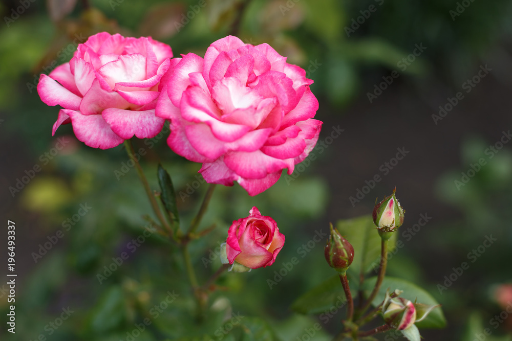 Beautiful pink roses in garden