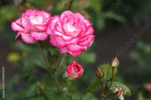 Beautiful pink roses in garden