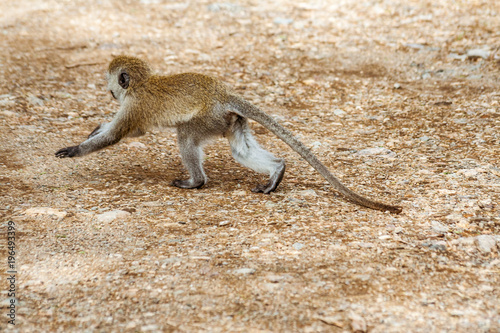Vervet Monkey (Chlorocebus Pygerythrus)