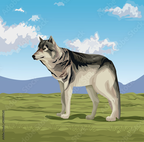 Wolf in the valley vector illustration graphic design