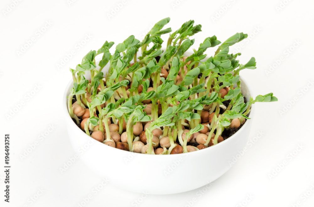 Snow pea microgreen in white porcelain bowl. Cotyledons of Pisum sativum also mangetout and sugar peas. Green, young plants, seedlings and sprouts. Macro food photo, close up, front view, over white. Snow pea microgreen in white porcelain bowl. Cotyledons of Pisum sativum also mangetout and sugar peas. Green, young plants, seedlings and sprouts. Macro food photo, close up, front view, over white.