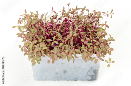 Red garden orache microgreen in white plastic container. Reddish shoots of Atriplex hortensis. Red orach sprouts. Arrach. Mountain or french spinach. Macro food photo, close up, front view over white. photo