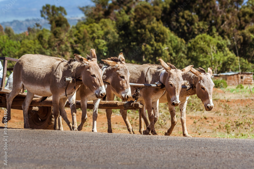 Kenyan donkeys pulling a cart