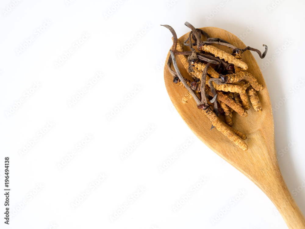 Group of Ophiocordyceps sinensis or mushroom cordyceps this is a herbs placed on wooden spoon on white isolated background. on wooden table. National organic medicine. Group of Ophiocordyceps sinensis or mushroom cordyceps this is a herbs placed on wooden spoon on white isolated background. on wooden table. National organic medicine.
