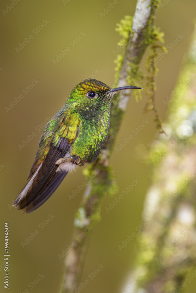 Fototapeta premium Coppery-headed Emerald - Elvira cupreiceps, beautiful small green hummingbird from Costa Rica La Paz.