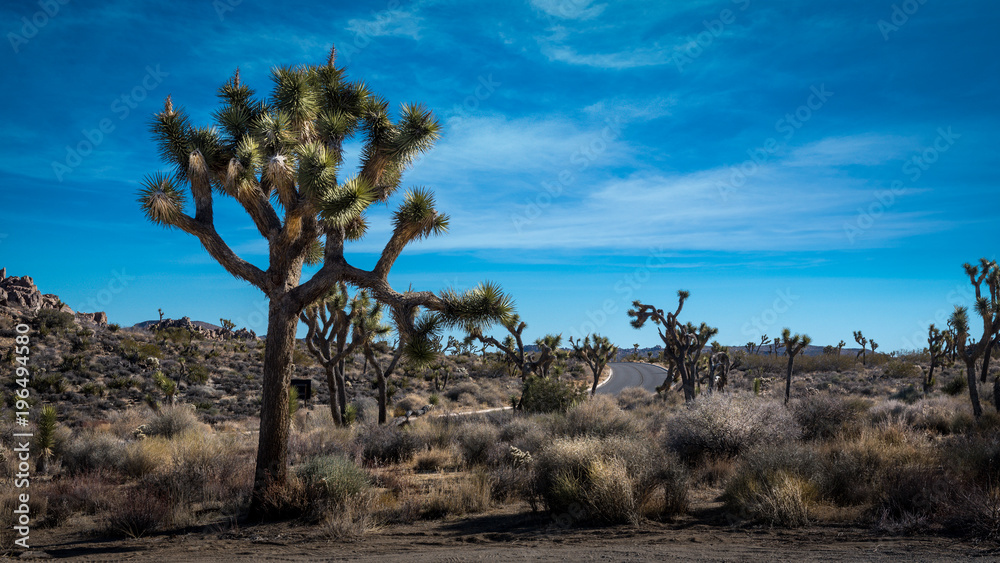 Desert landscape in Joshua Tree National Park, California