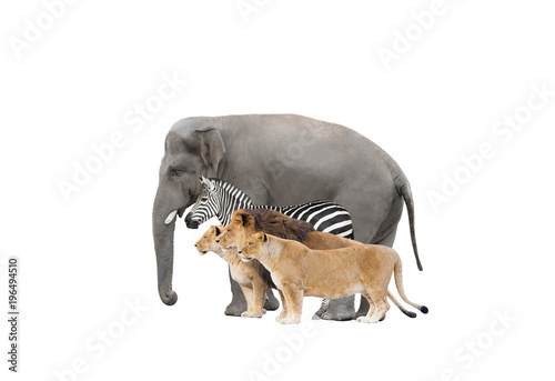 Canvas Print group of african animals on white background isolated