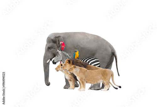 Photography elephant and zebra and lions and parrot