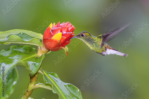 Coppery-headed Emerald - Elvira cupreiceps, beautiful small green hummingbird from Costa Rica La Paz.