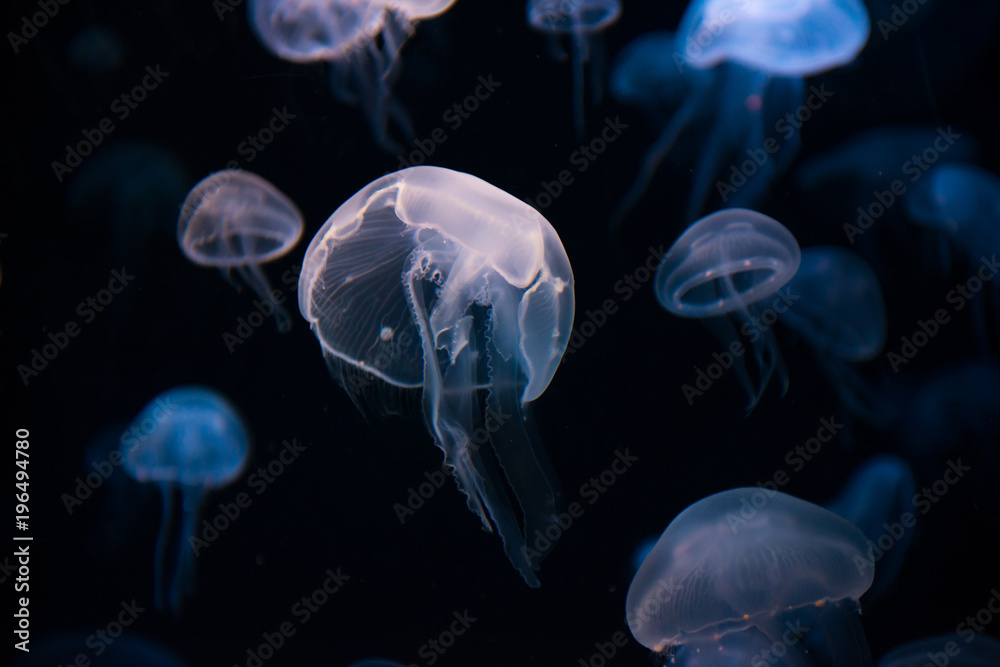 Jellyfish, S.E.A. Aquarium, Singapore Jellyfish, S.E.A. Aquarium, Singapore