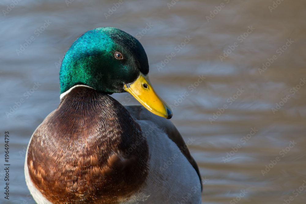 Mallard in a close up Mallard in a close up