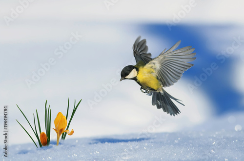 Photography little bird tit flies up to growing out of the snow bright yellow snowdrops in t
