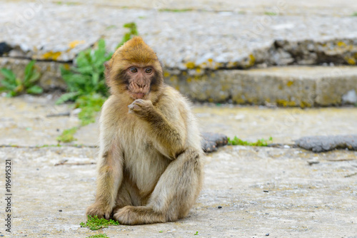 Gibraltar Monkey Eating © stefanocarocci