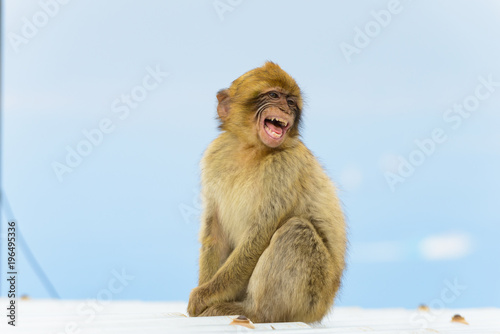 The Gibraltar Monkey © stefanocarocci