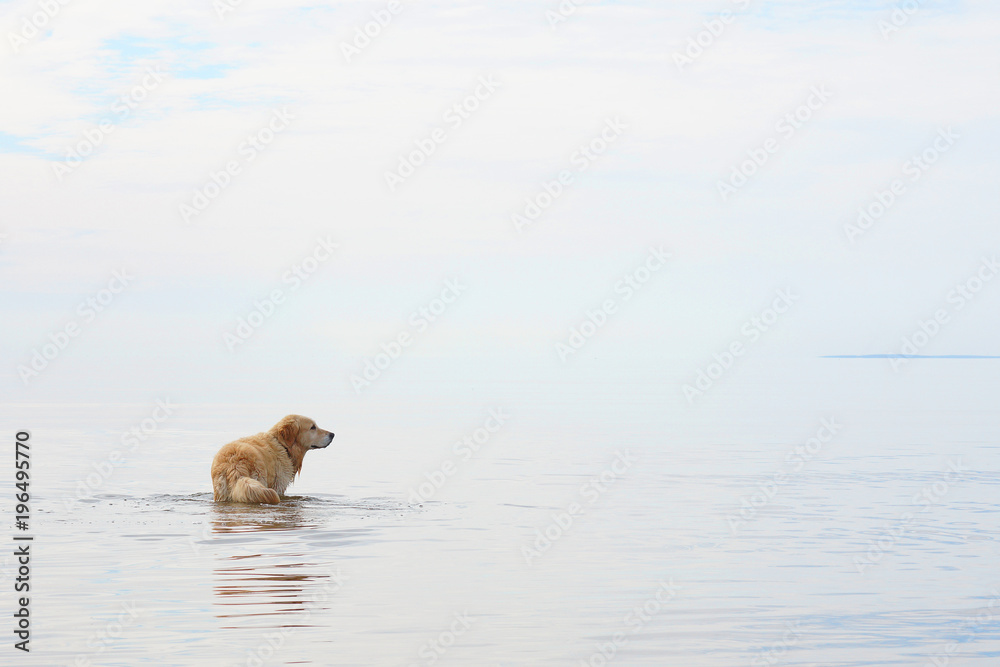 A dog breeds a golden retriever standing in the water on a white background, copy space for your text A dog breeds a golden retriever standing in the water on a white background, copy space for your text