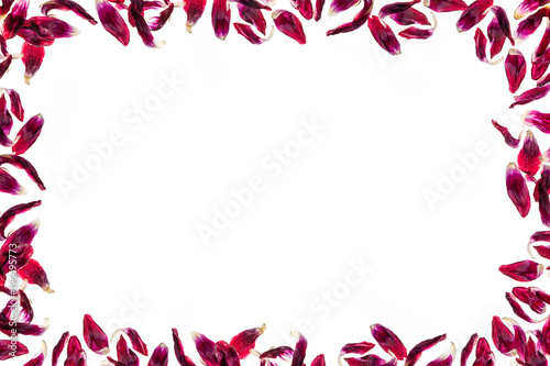Red withered tulip petals arranged as a frame