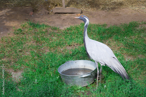 Grey grous stands on farm drinking water from zinky basin photo