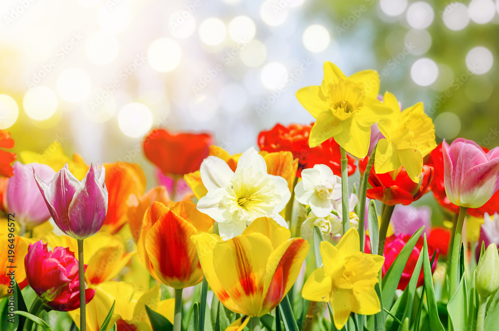 Obraz premium Bunte Blumen bringen den Frühling.