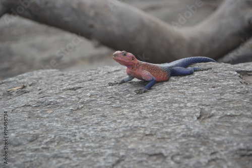 Lézard multicolore